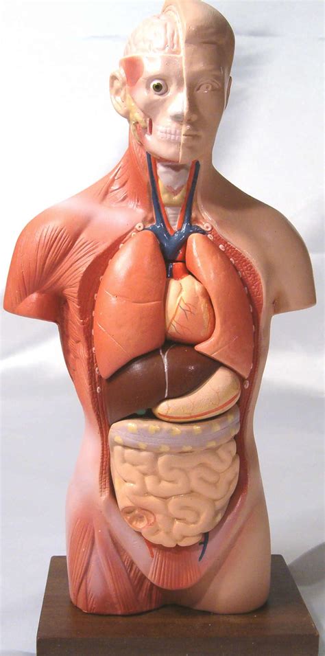 The muscles of the abdomen protect vital organs underneath and provide structure for the spine. Unisex torso model (6 parts)
