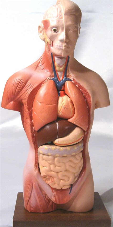 Each organ works to eliminate excess waste that's produced by natural metabolic processes, otherwise known as toxins. Unisex torso model (6 parts)