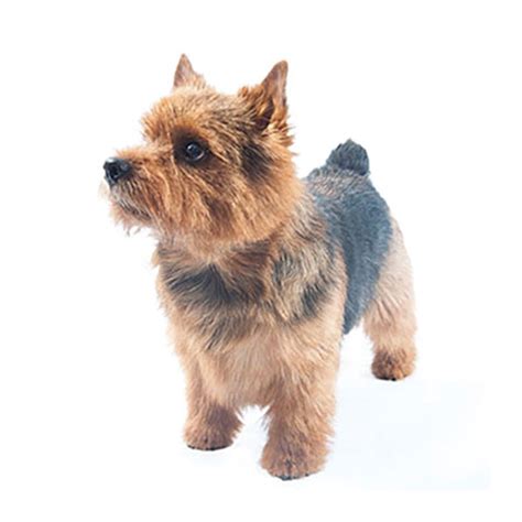 Developed in east anglia, england, the norfolk and norwich terriers used to be the same breed with two different ear types; Everything about your Norwich Terrier - LUV My dogs