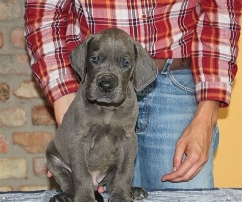And don't forget the puppyspin tool, which is another fun and fast way to search for puppies for sale near tucson, arizona, usa area and dogs for adoption near tucson. Great Dane Puppies For Sale | Sun City, AZ #238520