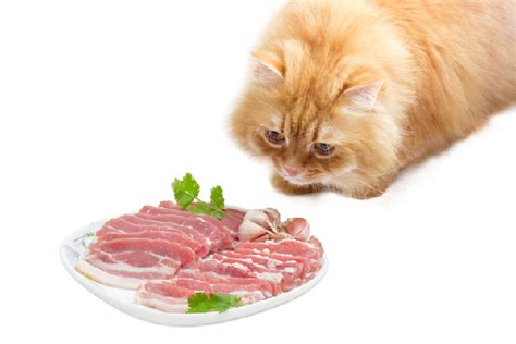 Then answer is no, there's a number of reasons why cats should not be fed bacon. Can Cats Eat Bacon? Get the Facts - Catster