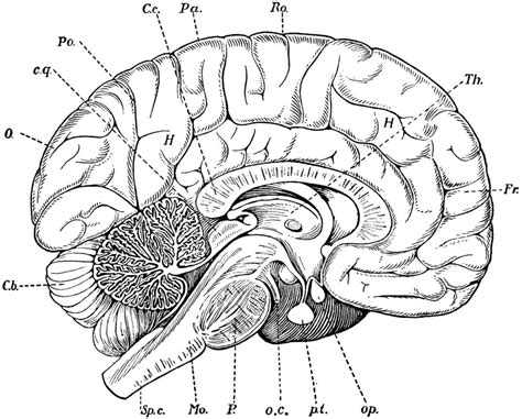 The following diagram is provided as an overview of and topical guide to the human nervous system: Nervous System Coloring Pages Collection | Human anatomy drawing, Anatomy coloring book, Brain ...