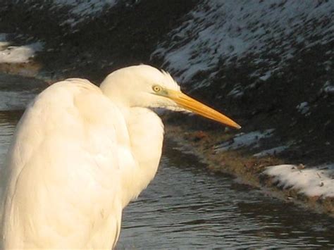 In europa è in assoluto. Pelecaniformes Ardeidae Airone bianco maggiore