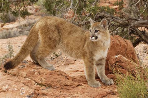 Maybe you would like to learn more about one of these? Bobcats, Mountain Lions and Lynx: Common Big Cats Seen at ...