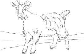 Find & download free graphic resources for boer goat. Boer Goat Coloring Pages at GetColorings.com | Free ...