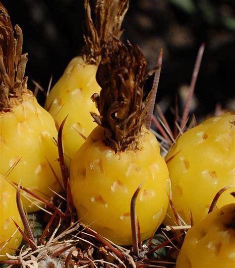 Barrel cactus plants are characterized by their ribbed, cylindrical shape. How to Eat Barrel Cactus (With images) | Barrel cactus ...