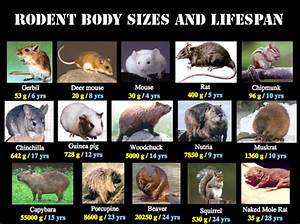 Rodents Most Populous Group Of Mammals Animal Pictures And Facts