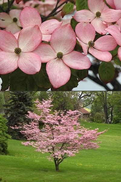 Check spelling or type a new query. Buy Pink Chinese Dogwood Cornus kousa 'Satomi' trees For ...