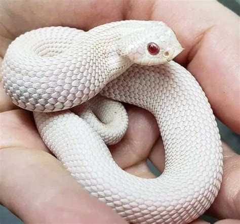 It's always far more cost effective to buy feeder insects in bulk, which often saves up to 70% off pet store prices. 13 Incredible Hognose Snake Morphs (With Pictures) | Happy ...