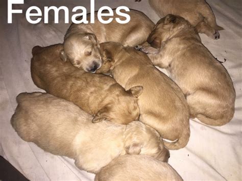 We are offering the best quality golden retriever puppies. Golden Retriever Puppies For Sale | Newark, OH #179772