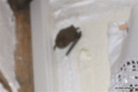 Die kleinen schwarzen knödelchen ähneln mäusekot und werden oft damit verwechselt. Fledermaus Im Haus Was Tun - hedar nora