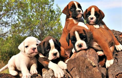 Get a play companion or a watchdog today by contacting us. Boxer Puppies For Sale | Charlotte, NC #252745 | Petzlover