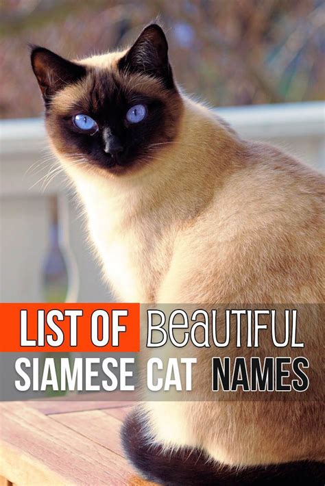 These charming blue eyed cats are not only. Funny Female Siamese Cat Names - Pets Ideas