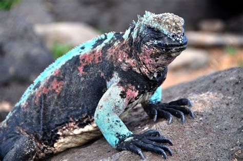 The northern part of the continent. Galapagos Islands Animal List, Facts, and Pictures