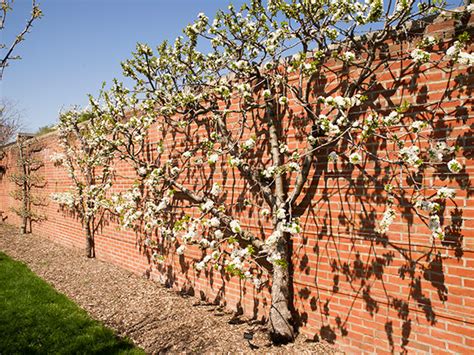 It may sound daunting, but once you get the hang of it, you'll be fine. Espalier an Apple Tree | Chicago Botanic Garden