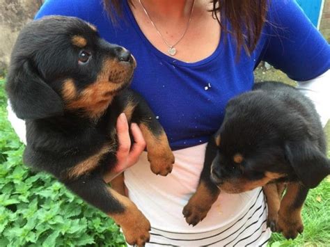 Look at pictures of rottweiler puppies who need a home. Rottweiler Puppies For Sale | Columbus, OH #254228