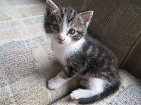 He may be tiny, but your little bundle of joy sure can eat a lot. Missing kitten rescued from derelict North Kerry chimney ...