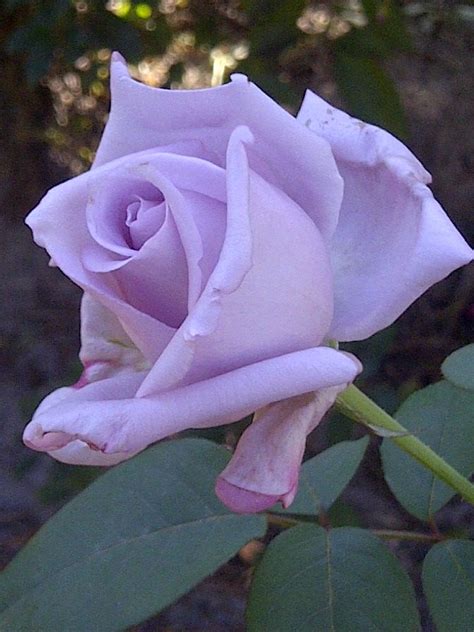 Purple flowers that smell good. Blue Girl Rose- My favorite. The smell is heavenly ...