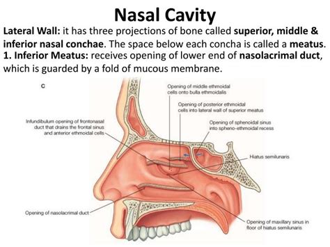 Nasal cavity cancers are usually removed by a wide local excision. PPT - Nasal Cavity & Paranasal sinuses PowerPoint ...