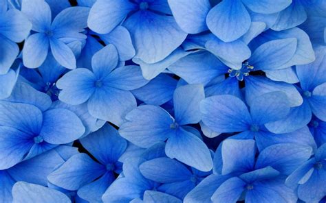 View and download for free this dark blue flowers wallpaper which comes in best available resolution of 1920x1200 in high quality. Dark Blue and White Wallpaper - WallpaperSafari