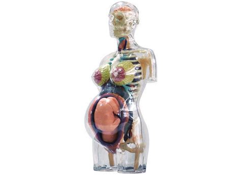 From symptoms that you might expect, to ones that are completely out of the blue, every woman will have a different pregnancy. Details about 4D Puzzle Human Anatomy 3D Model Transparent ...