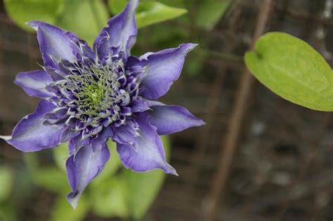 Clematis will thrive in most fertile soils and are particularly happy on chalk and limestone provided they are well fed. Pin by Amy Gardengate on Clematis | Clematis, Clematis ...