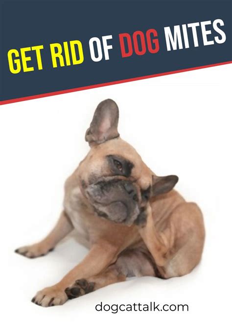 They make their home in your kitty's ears causing them lots of irritation and discomfort. Get rid of dog mites? How to Get Rid of Dog Mites in House ...