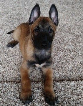 Belgian malinois puppies for sale. Litter of 3 Belgian Malinois puppies for sale in CORNING ...