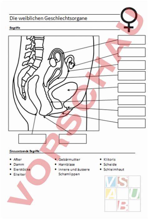 Arbeitsblatt: Weibliche Geschlechtsorgane - Biologie ...
