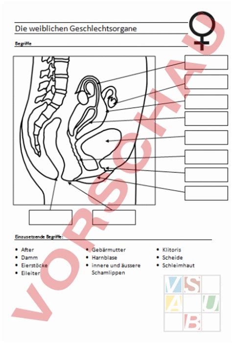 Anatomisch lassen sich auch die innere und äußere seite der äußeren schamlippe unterscheiden. Arbeitsblatt: Weibliche Geschlechtsorgane - Biologie ...