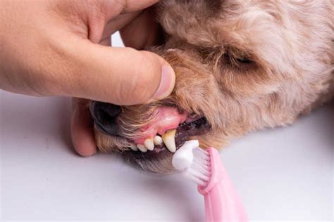 500+ words essay on dog. How to Take Care of Poodle Teeth: The Ultimate Checklist ...