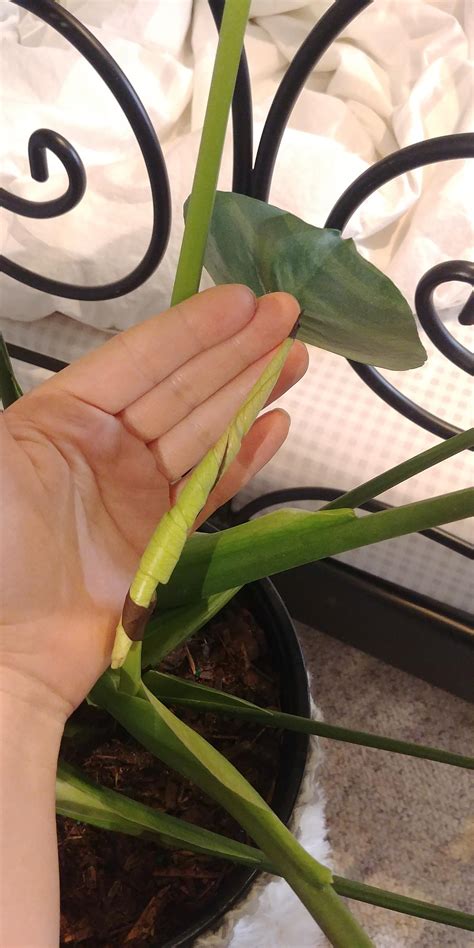 If the leaves on your bamboo are wilting, curling and turning brown, the bamboo is likely not getting enough water. Help! My new Monstera leaf is turning black! I have it in ...