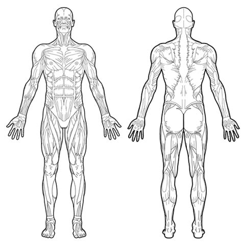 Muscles diagram front and back below you'll find several different muscles diagrams. Full Body Muscle Diagram for professional massage charting ...