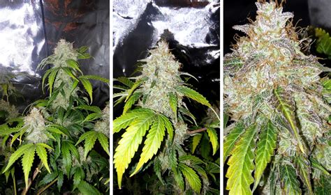 Can plants grow under halogen lights? LED Starter Shopping List for Growing Cannabis | Grow Weed ...