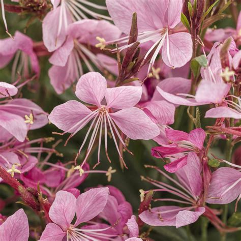 You might remember i ripped out all my lavender plants four months ago and replaced them with new plants. Gaura - Ruibals