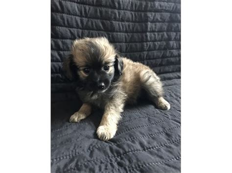 These adorable pups are available for adoption in portland, oregon. Havanese puppies | Pets | Los Angeles CA | recycler.com ...