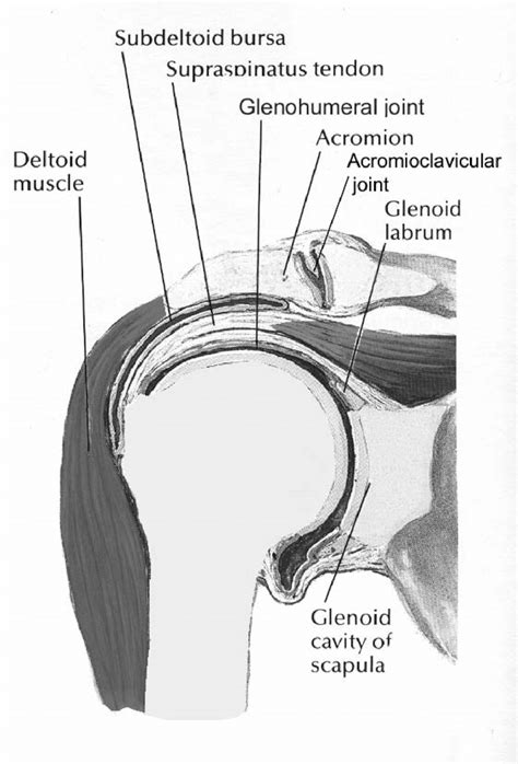 Shoulder anatomy is an elegant piece of machinery having the greatest range of motion of any joint in the body. Anatomy of the shoulder (From Hyvonen, (2003). The pathogenesis of... | Download Scientific Diagram