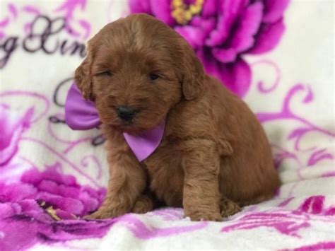 Goldendoodle · river falls, wi. Goldendoodle (Miniature) puppy for sale in EAST EARL, PA ...