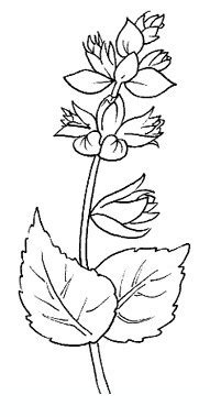 Sono tutti disegnati a mano e pronti per i bambini. salvia disegni da colorare per adulti e ragazzi