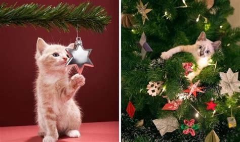 Make the tree less interesting. Cat-proof Christmas tree: How to keep your cat away from ...