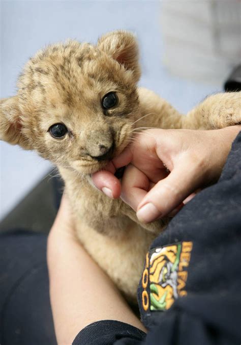 A spokeswoman said additional we would like to reassure the public that belfast zoo is fully committed to providing a safe and. Belfast Zoo - ZooChat