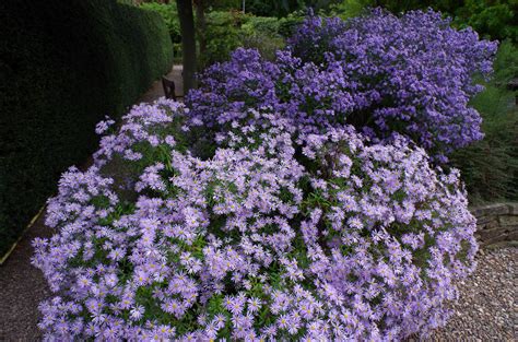 We did not find results for: Aster pyrenaeus | Product Categories | Old Court Nurseries