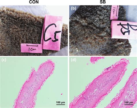 We did not find results for: The effects of oral infusion of sodium butyrate at 0.36 g ...