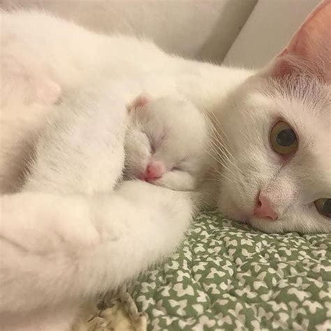 Katzen kaufen & verkaufen auf quoka.de in unserem großen tiermarkt. Pin von Lou Stein auf Cats | Baby katzen, Katzen, Babytiere