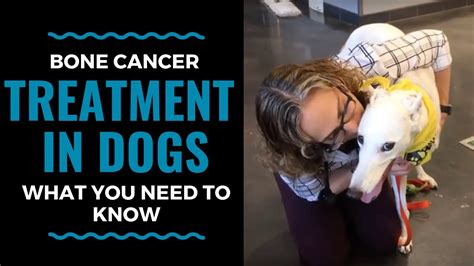 If the cancer develops in the legs, as it does in. Bone Cancer Treatment in Dogs: What You Need to Know Part ...