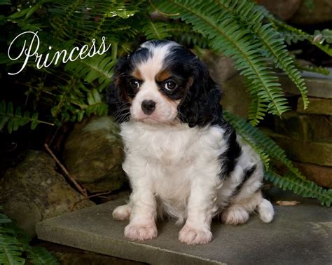 The cavalier king charles spaniel pups are indeed sweet and gentle pets. Cavalier King Charles Spaniel Puppies For Sale | Top Dog ...