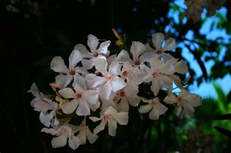 Decorate and personalize laptops, windows, and more; Frangipani Tree Stock Photos - Download 15,129 Royalty ...