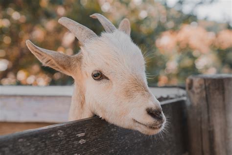 Penentuan calon lulus dalam urusan ujian psikometrik juga mengambil kira bilangan calon yang akan dipanggil ke peringkat temu duga iaitu berdasarkan nisbah bilangan kekosongan jawatan dengan. Panduan Bisnes Kambing Archives - Kerjaya Kerajaan