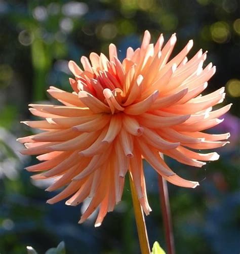 Nice enough to share a piece of the oregon coast with the rest of you. Nicole C Dahlia | Dahlia, Tubers, Flowers