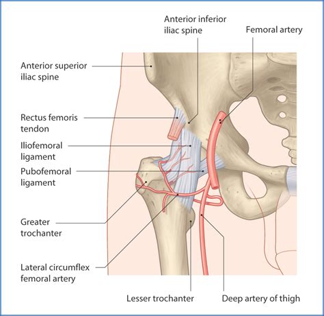 The gluteus medius, gluteus minimus, piriformis, tensor fasciae latae on the outside. Hip Anatomy - Recon - Orthobullets